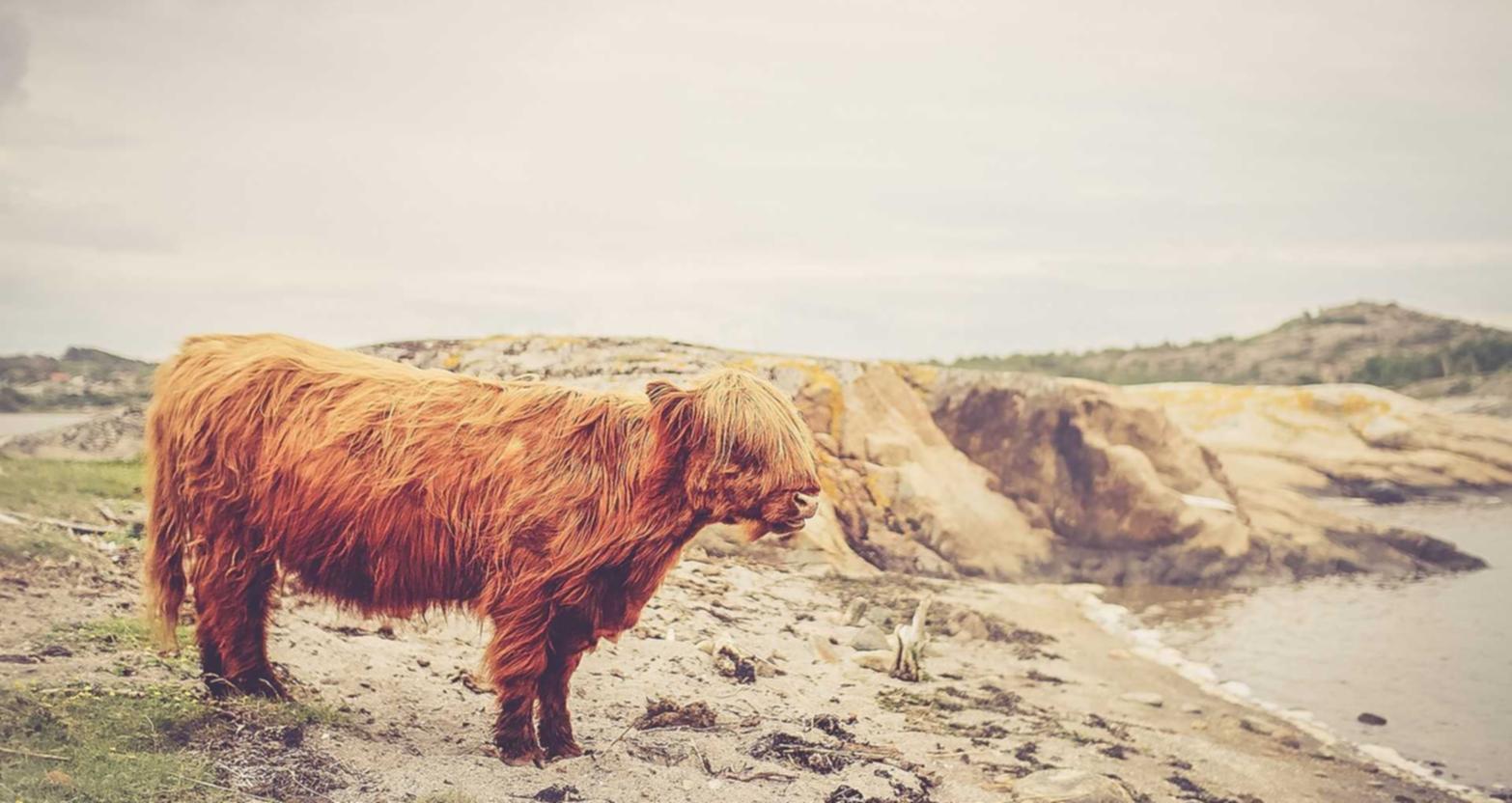 豪利时草莓爆珠：电脑系统自动联网注册账号