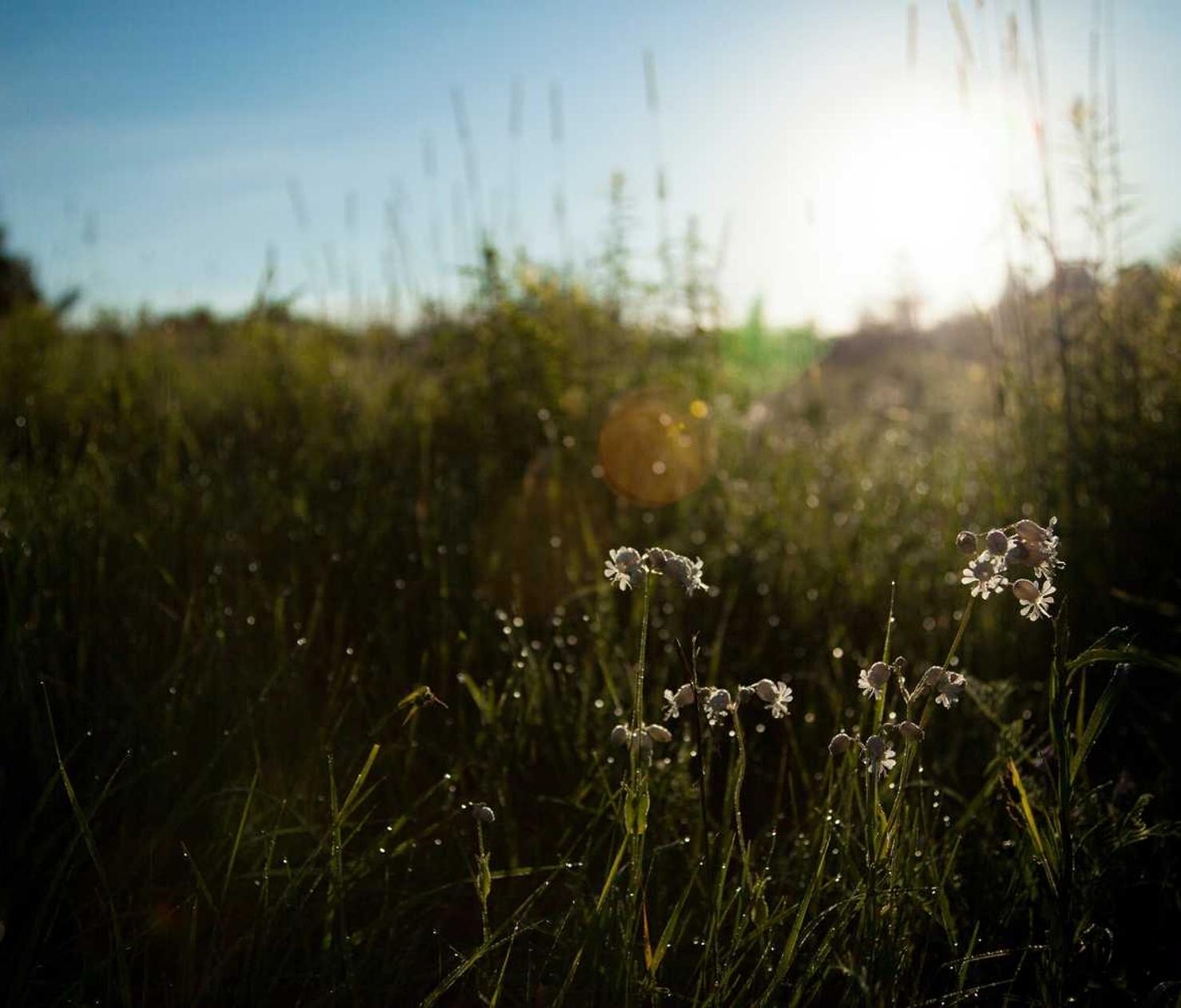 墨脱茶叶购买平台