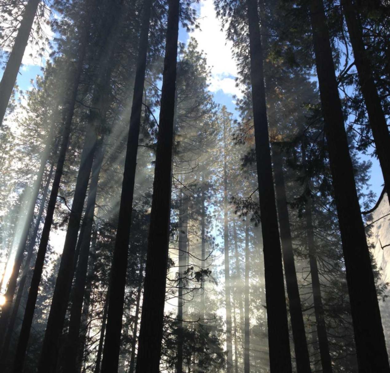 守护之剑:问卷调查app详情下载教程