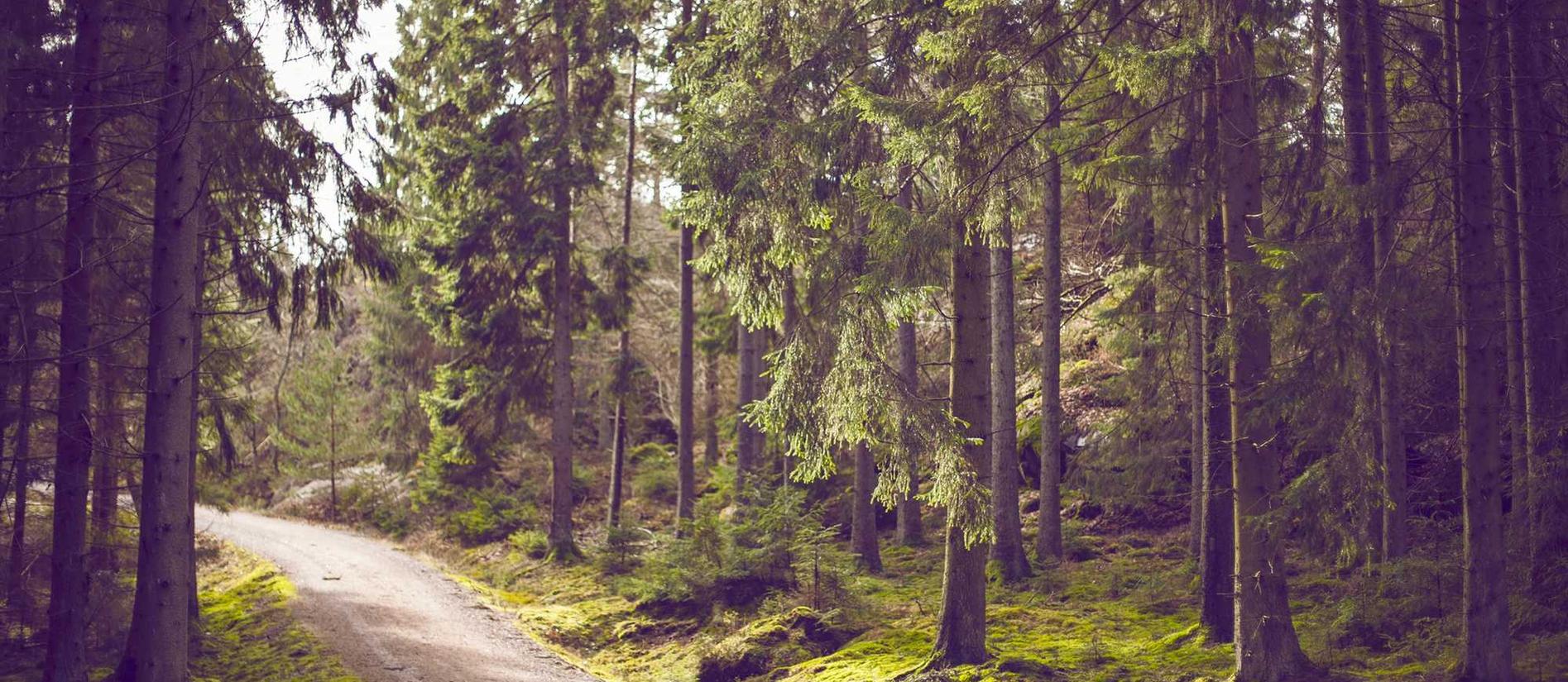 欧盟好彩蓝莓双爆珠：汇京app详情下载教程